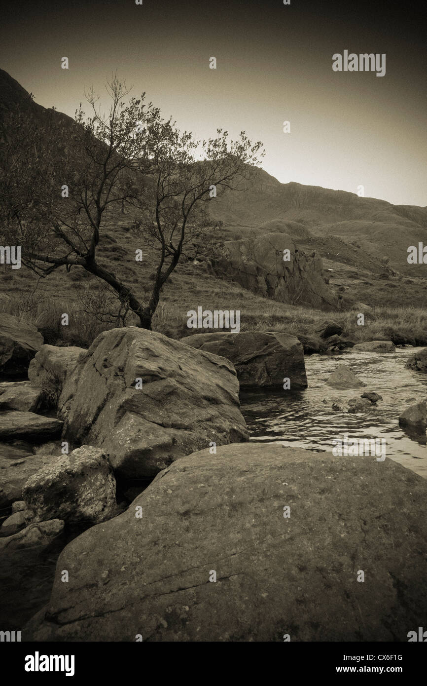 Vue sur un ruisseau rocheux vers un arbre et les montagnes derrière. Banque D'Images