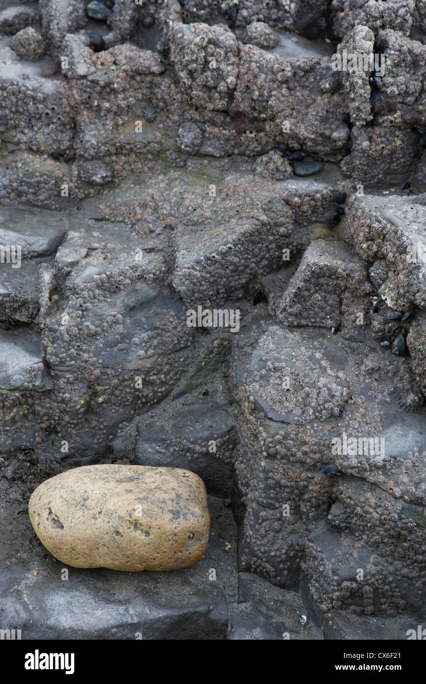 Vue rapprochée d'un plateau rocheux dans les fonds marins couverts dans les crustacés et coquillages. Banque D'Images