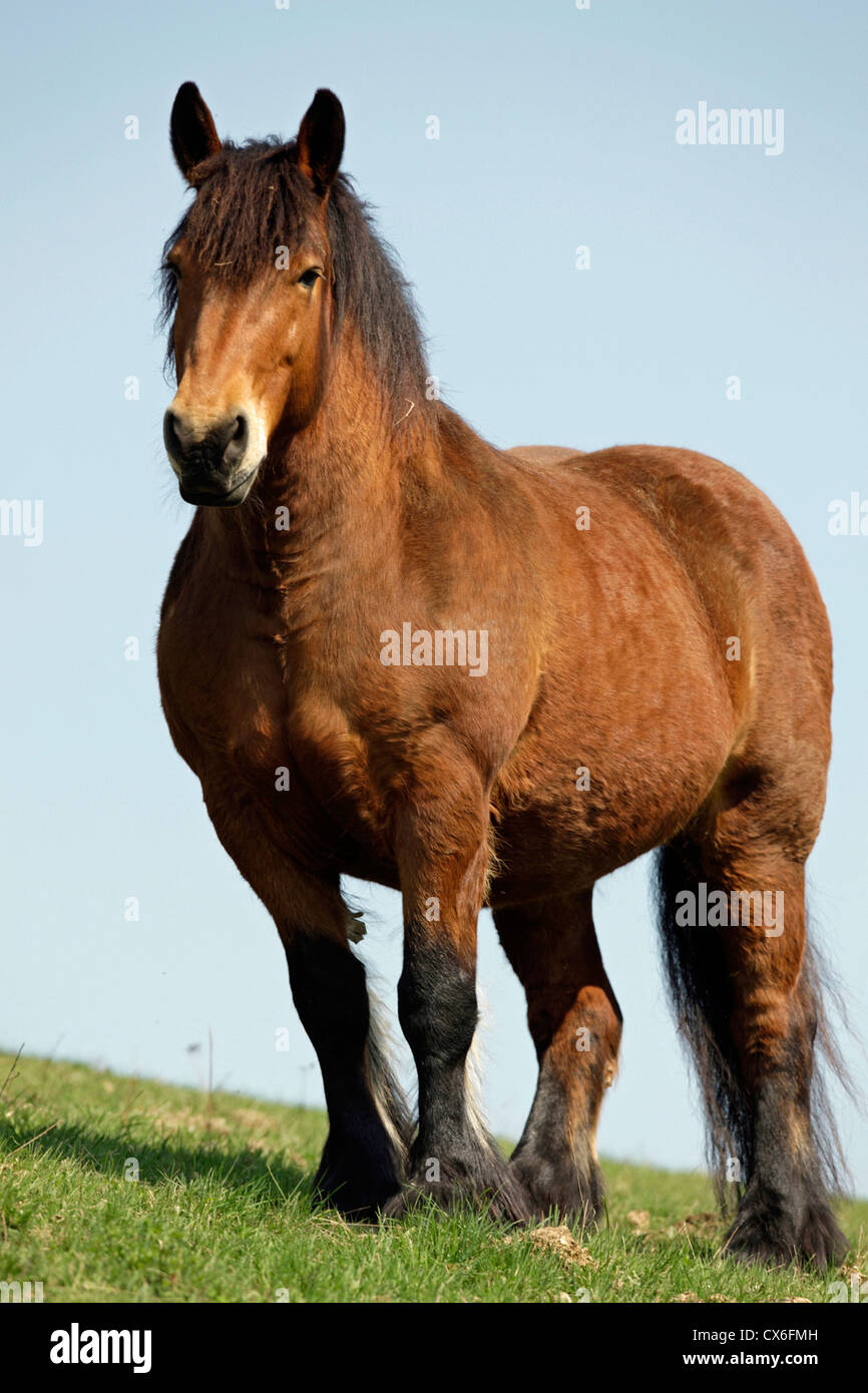 Ardennes Horse. Jument de baie debout sur un pâturage Banque D'Images