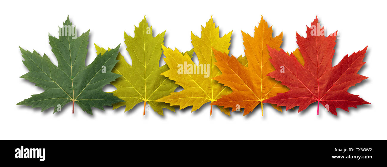 Automne Feuilles élément border avec cinq feuillage feuille d'érable multicolores disposés dans un concept à thème saisonnier comme un symbole de l'automne et de transition changement de température sur un fond blanc. Banque D'Images