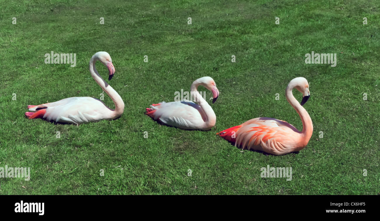 Repos Flamingos Banque D'Images
