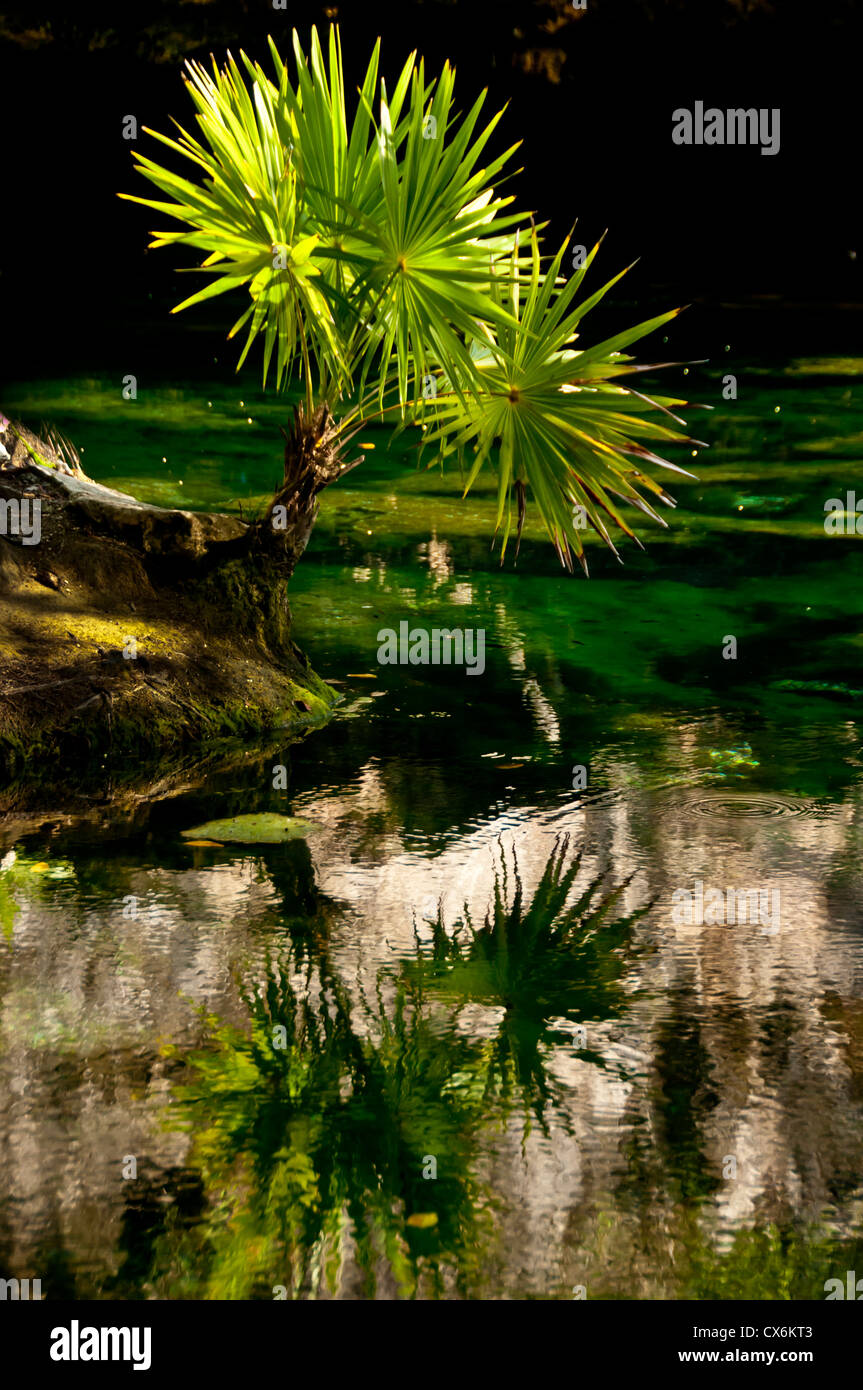 Belle fan palm se reflétant dans l'eau bleu azur de la Choc Mool Cenote grottes, Riviera Maya, Mexique Banque D'Images