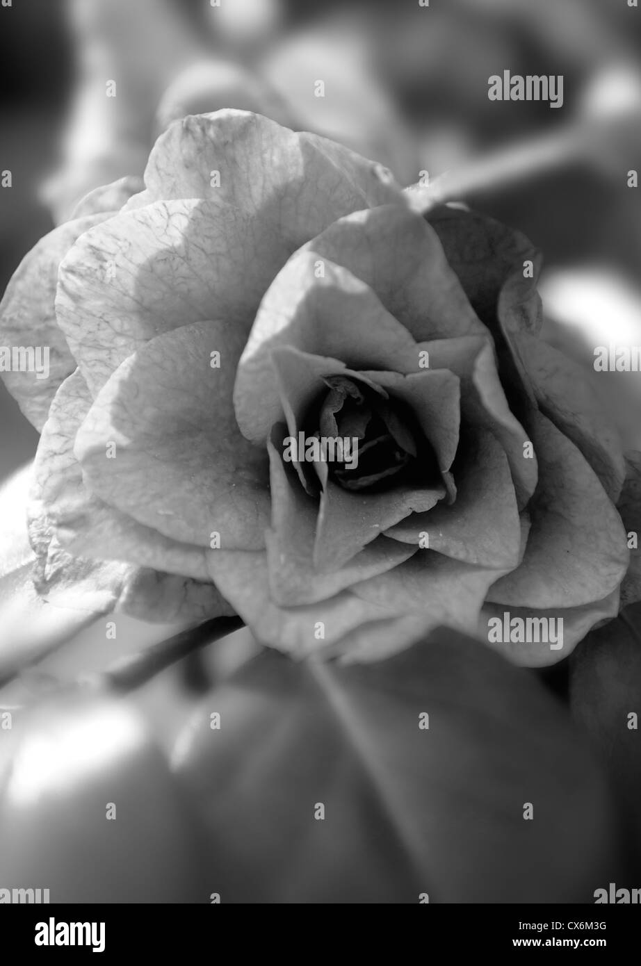 Rosier grimpant. Prise à Wakehurst Place, Ardingly, West Sussex, England, UK, Royaume-Uni Banque D'Images