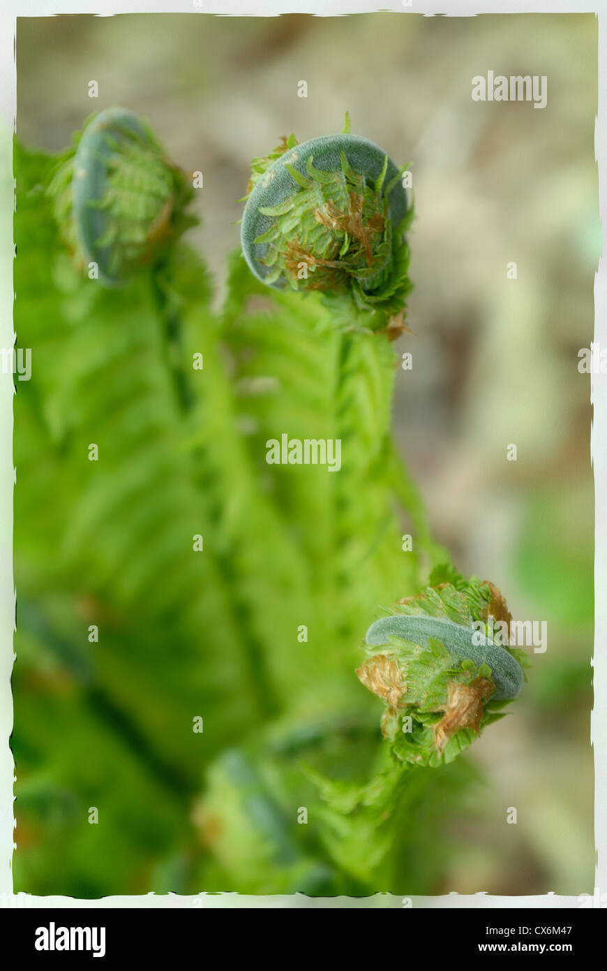 Fougères, prise à Wakehurst Place, Ardingly, West Sussex, England, UK, Royaume-Uni Banque D'Images