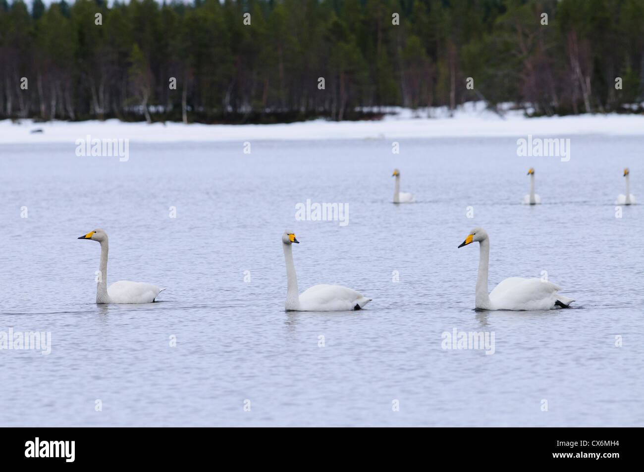 Groupe de cygnes chanteurs la baignade dans un lac avec de la neige sur la rive Banque D'Images