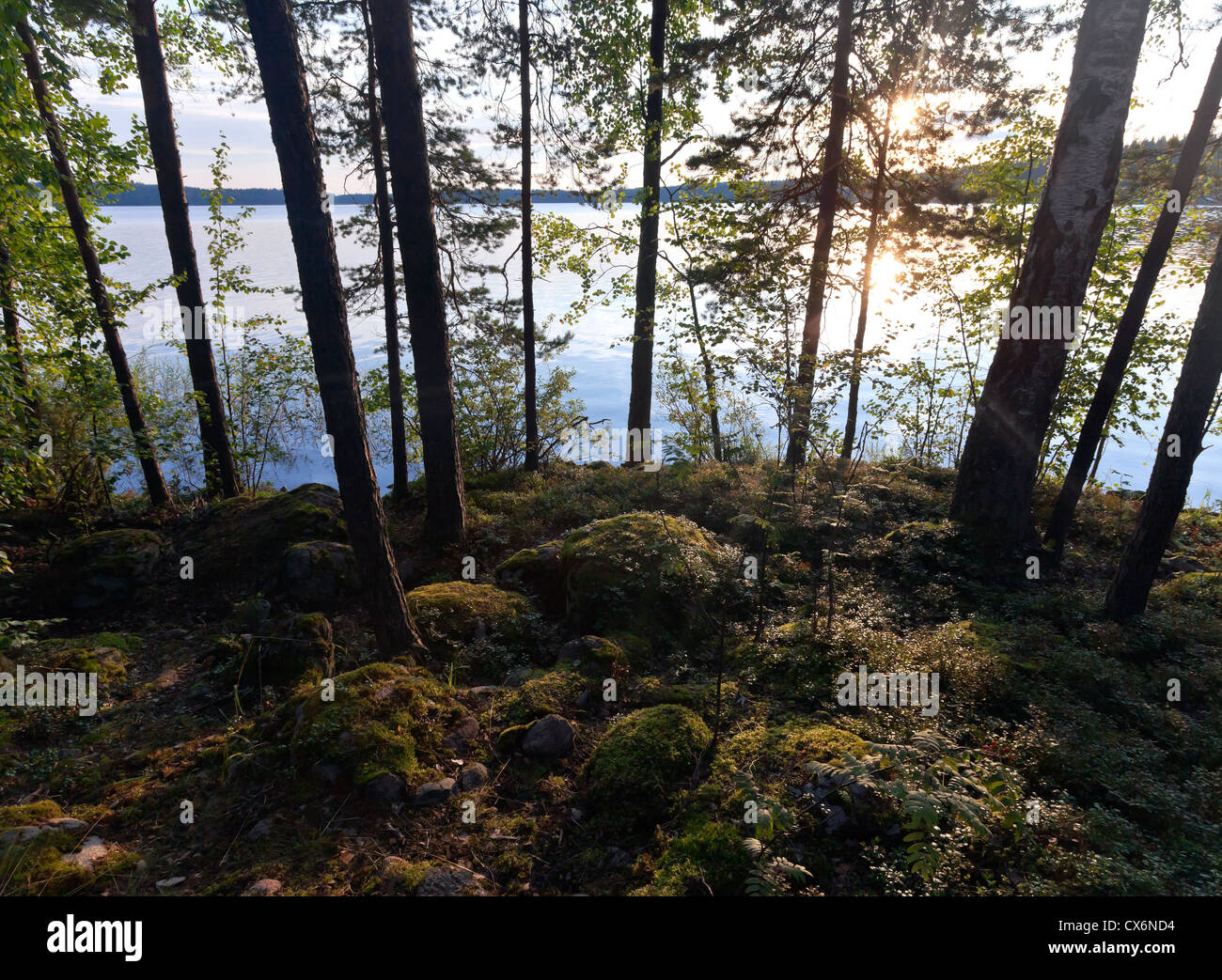 Soleil Levant est brillant dans la matinée, des forêts côtières du lac Saimaa, Karelia, Finlande Banque D'Images