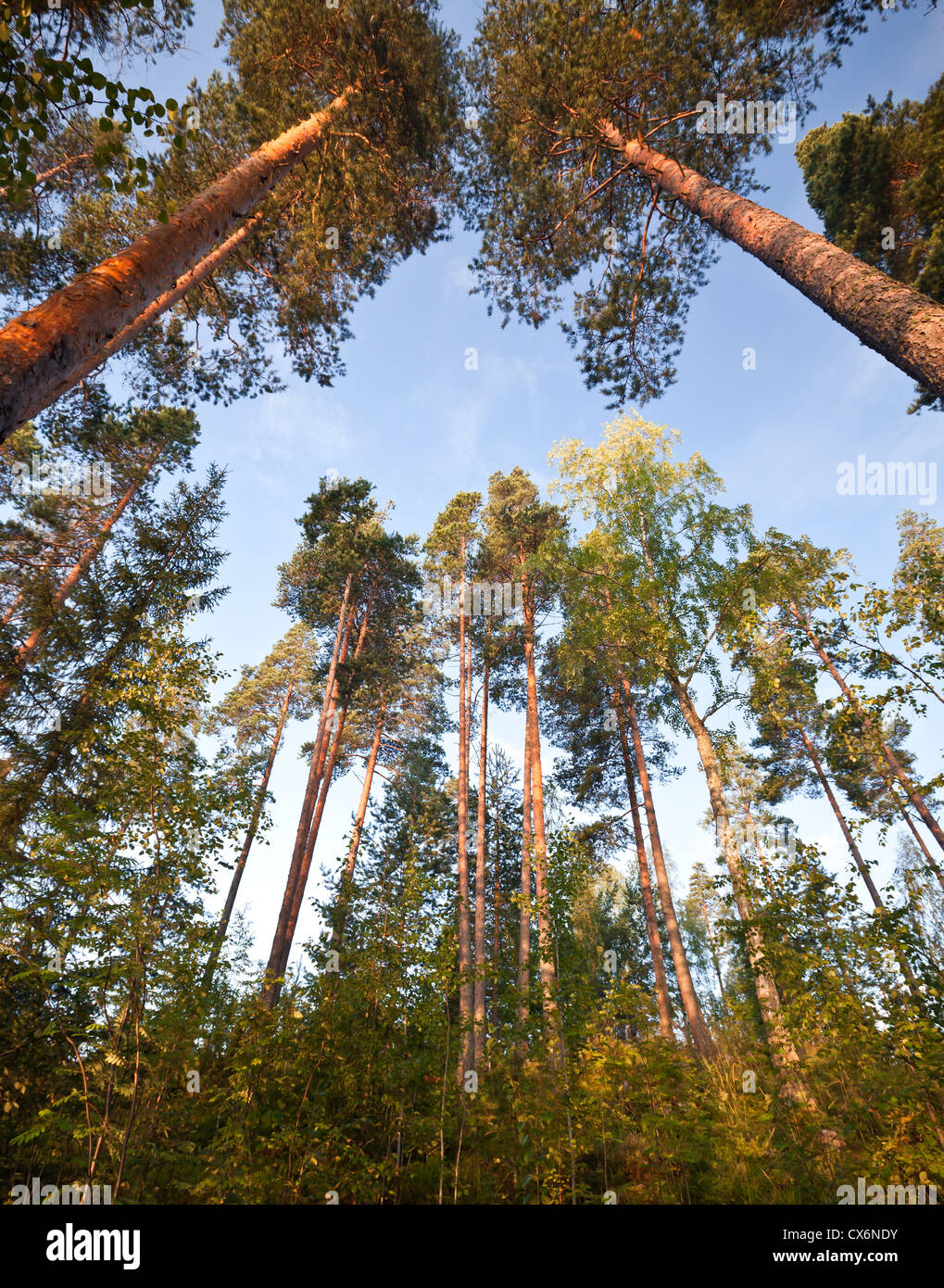Jusqu'à dans la pinède Banque D'Images