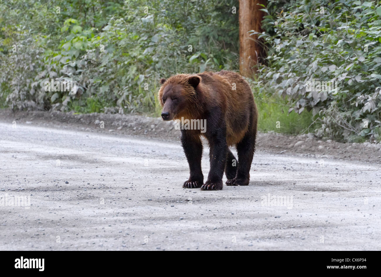 Alaska grizzly à Hyder Banque D'Images