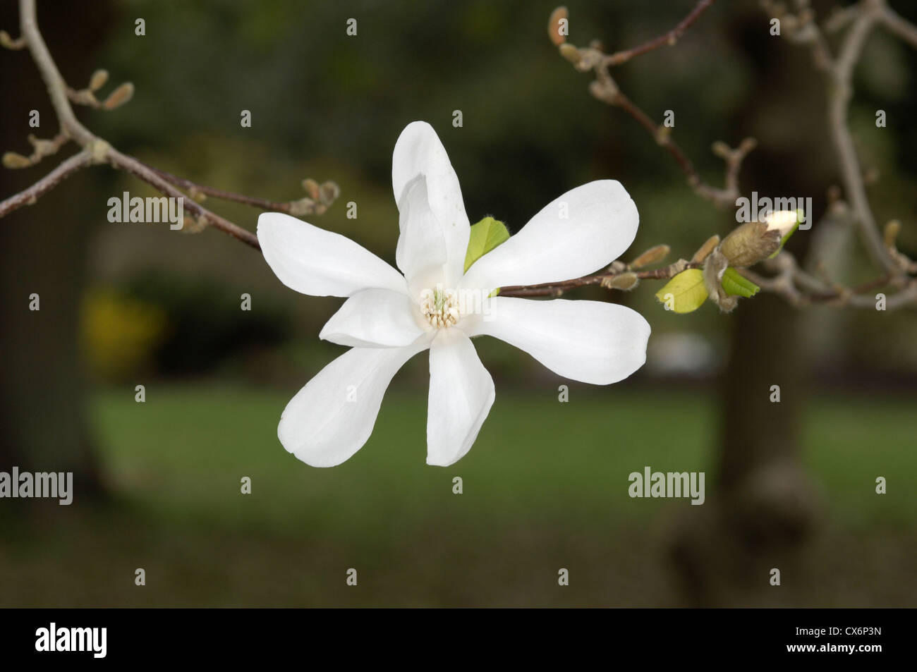 L'Loebner Magnolia Magnolia x loebneri Banque D'Images