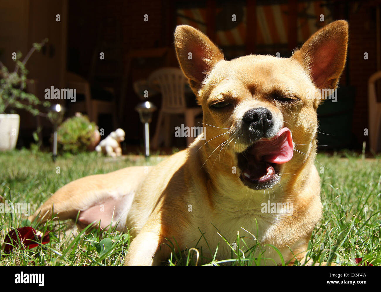 Posture gracieuse d'un chien et sa langue Banque D'Images