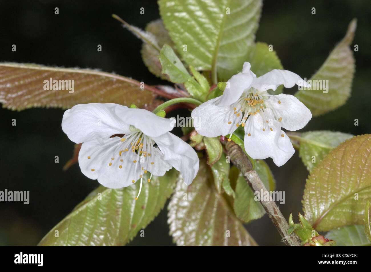 Crabe Malus hupehensis Hubei (Rosacées) Banque D'Images