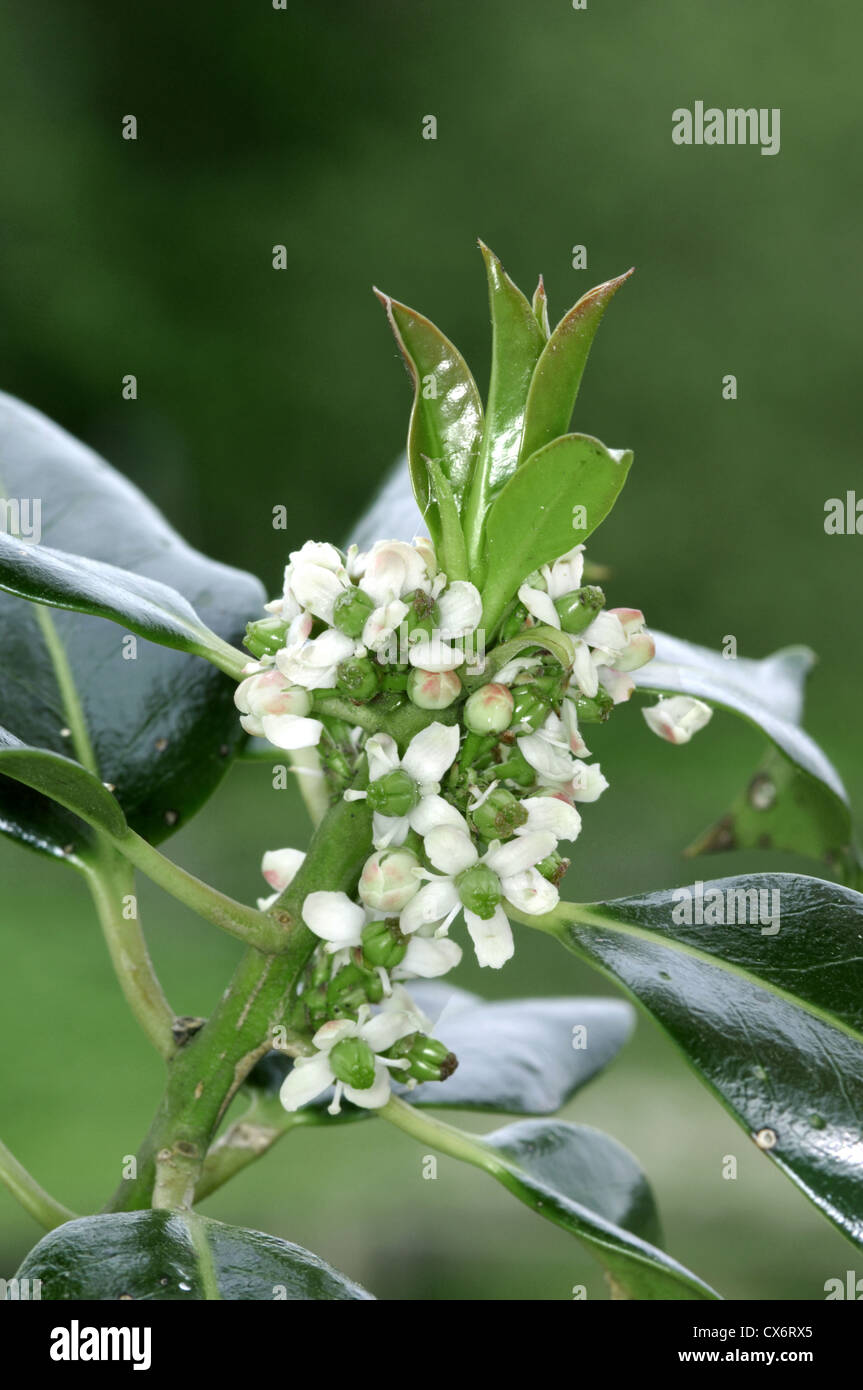 Holly Ilex aquifolium Aquifoliaceae Banque D'Images