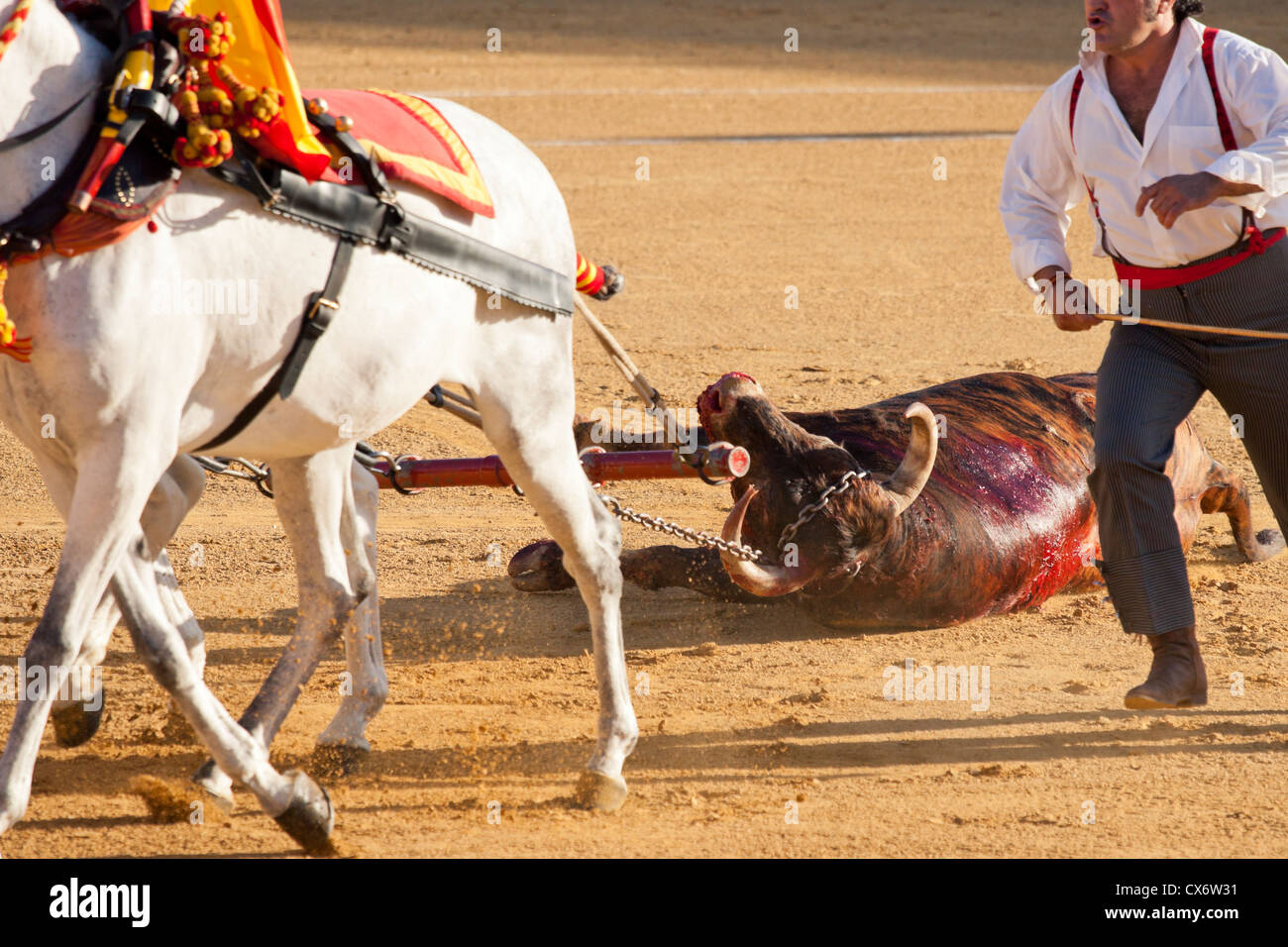 La tauromachie en Espagne. 21 juillet 2012, la Linea de la Concepcion, Espagne. Banque D'Images