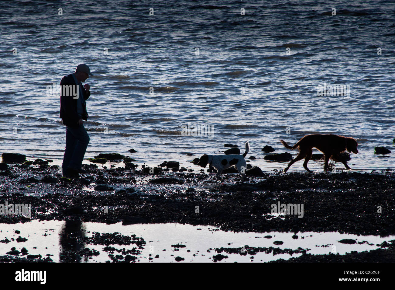 Man Walking dogs le long de la mer de Belfast Lough à Holywood Crépuscule Banque D'Images