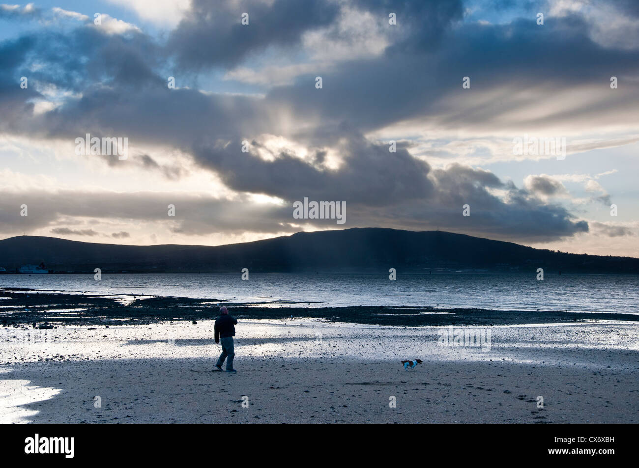 Man Walking dogs le long de la mer de Belfast Lough à Holywood Crépuscule Banque D'Images