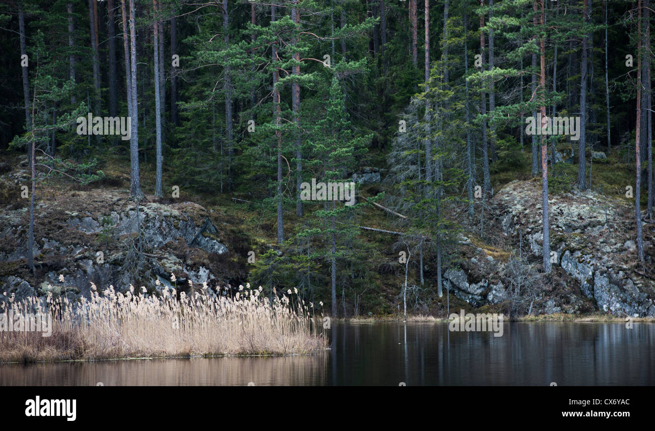 Scène montrant tranquille et paisible de la forêt de roseaux du lac Banque D'Images