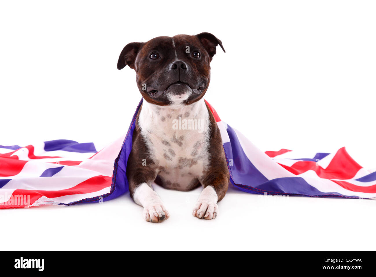 Lying Staffordshire Bullterrier Banque D'Images