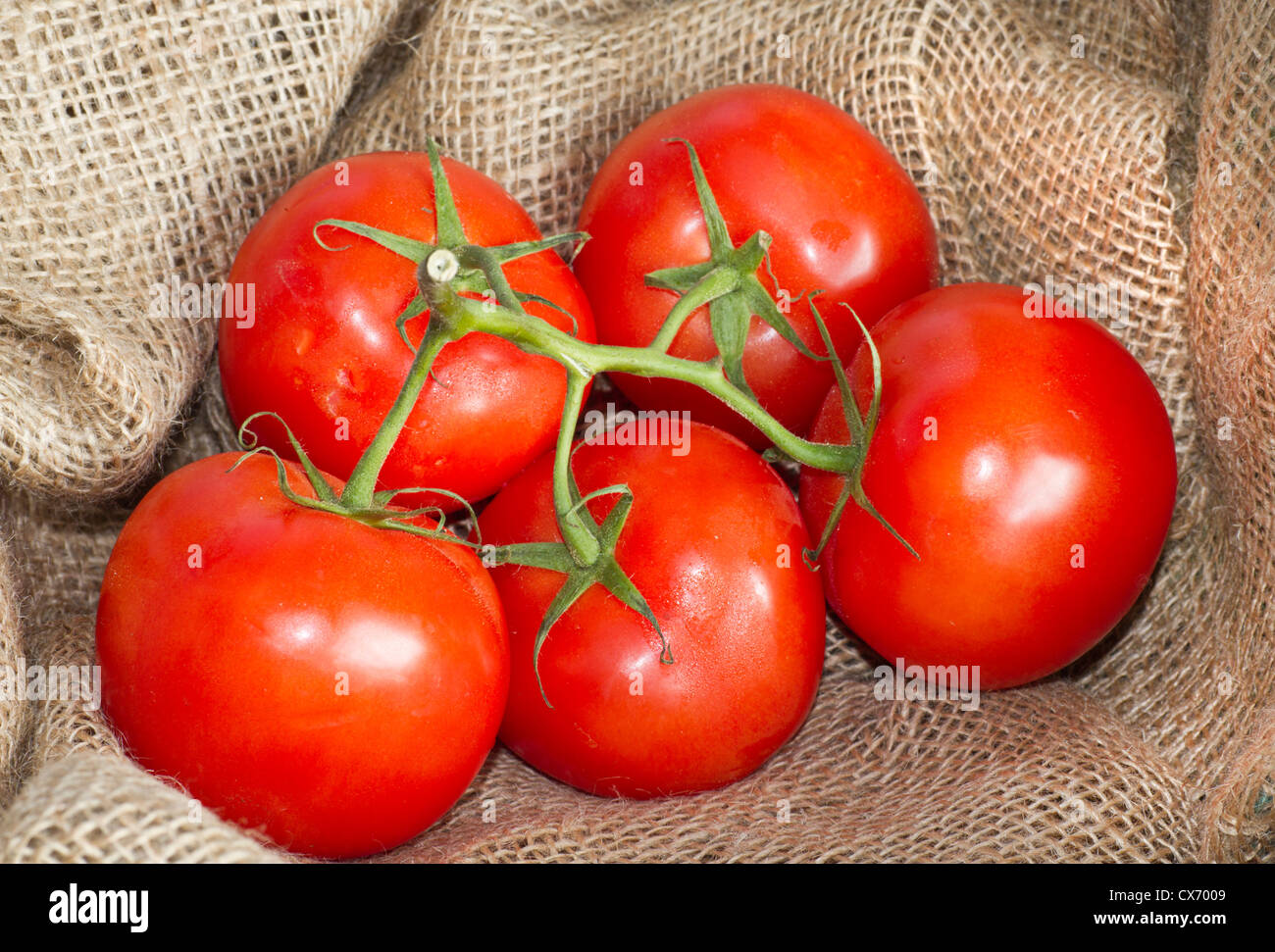 5 tomates de vigne avec des tiges sur des sacs de jute Banque D'Images