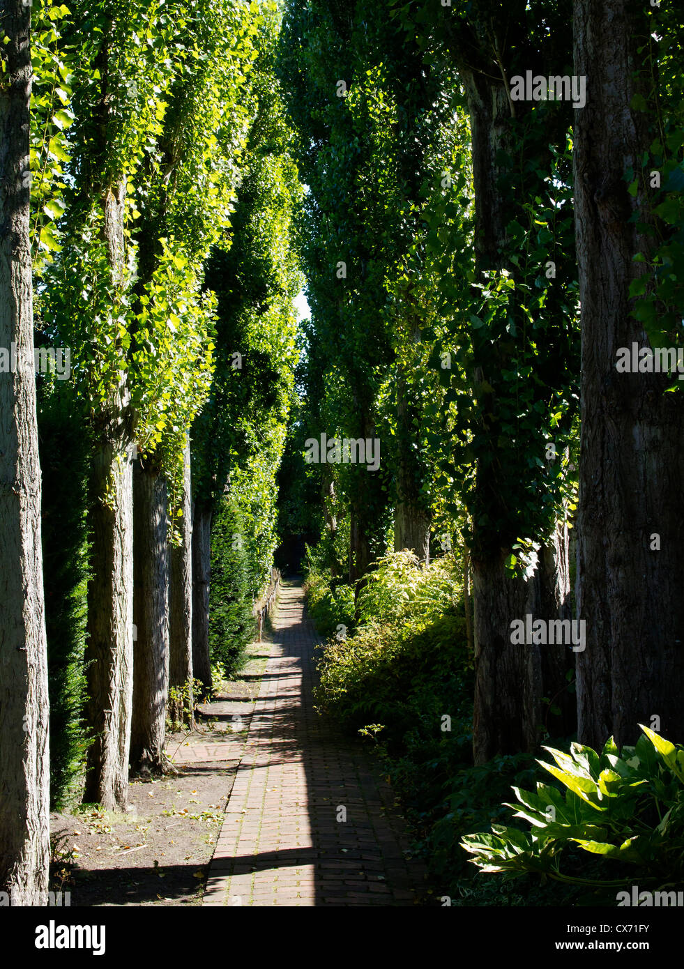 Chemin bordé d'arbres dans les jardins secrets de salutation Sandwich Kent UK Banque D'Images