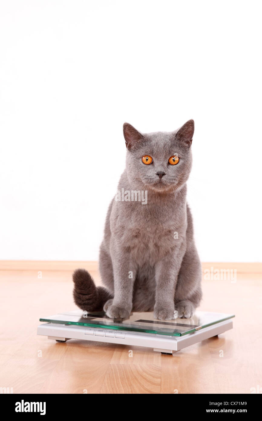 Pesant un British Shorthair Banque D'Images