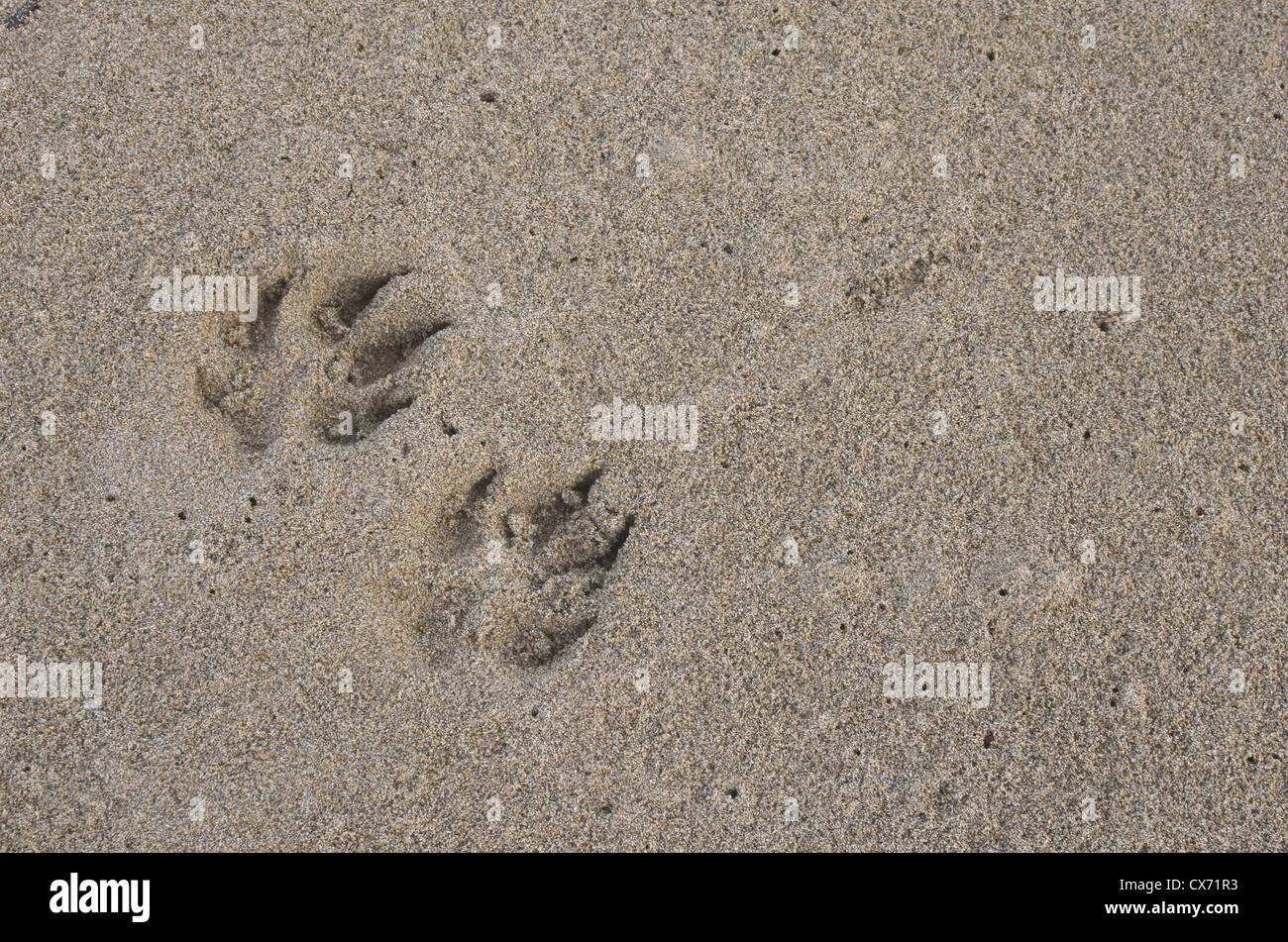 Footprints / chenilles de chien dans le sable humide de la plage / littoral. Broad Oak beach, Cornwall. Banque D'Images