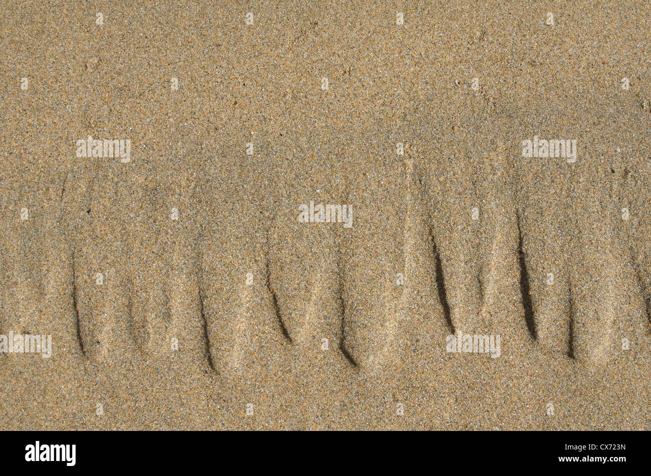 Sable ondulé / crêtes fluviales sur la plage / le rivage après que la marée vient de se remarier. Plage de Perranporth, Cornouailles. Concept de modèles de flux de type Mars. Banque D'Images