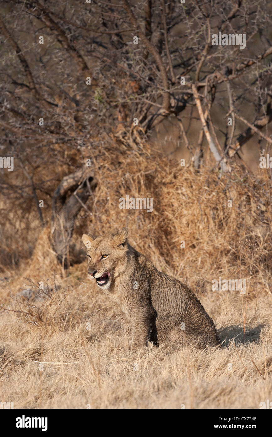 La fierté du lion animal sauvage Delta de l'Okavango au Botswana Banque D'Images