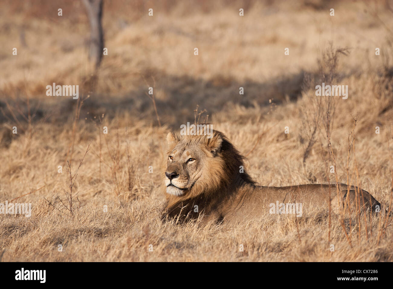 La crinière d'un unique rare lionne Mombo Okavango Botswana Banque D'Images