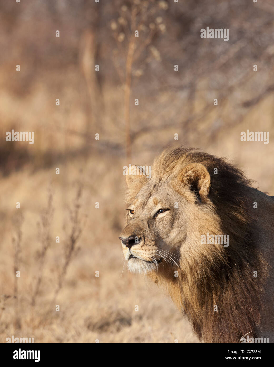 La crinière d'un unique rare lionne Mombo Okavango Botswana Banque D'Images