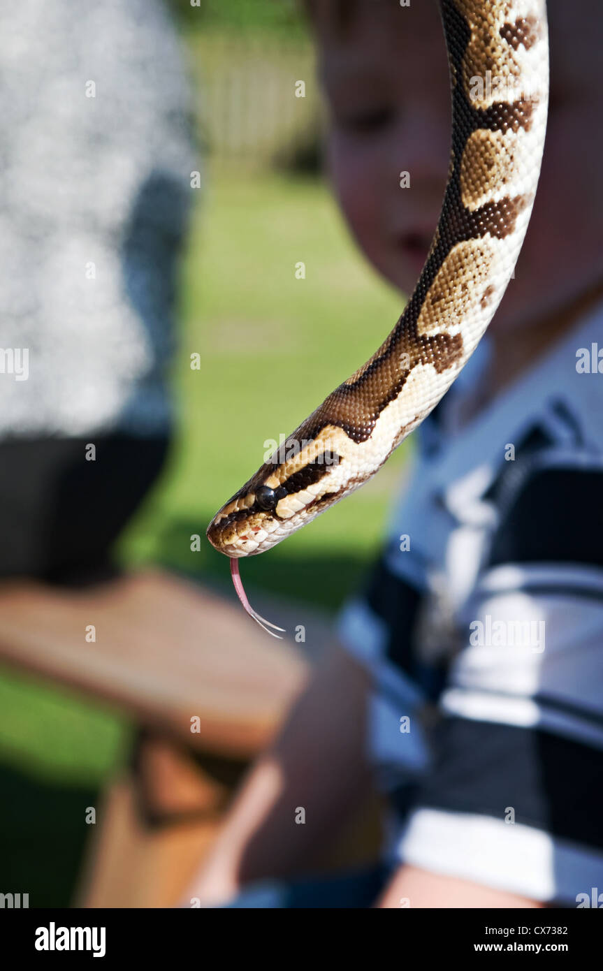 Un serpent Boa Banque D'Images