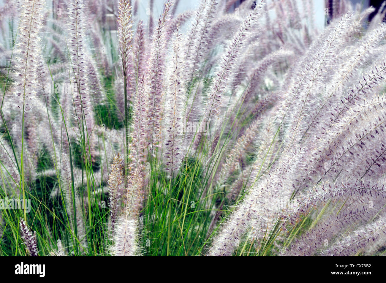 Près de beaucoup de fleurs Banque D'Images