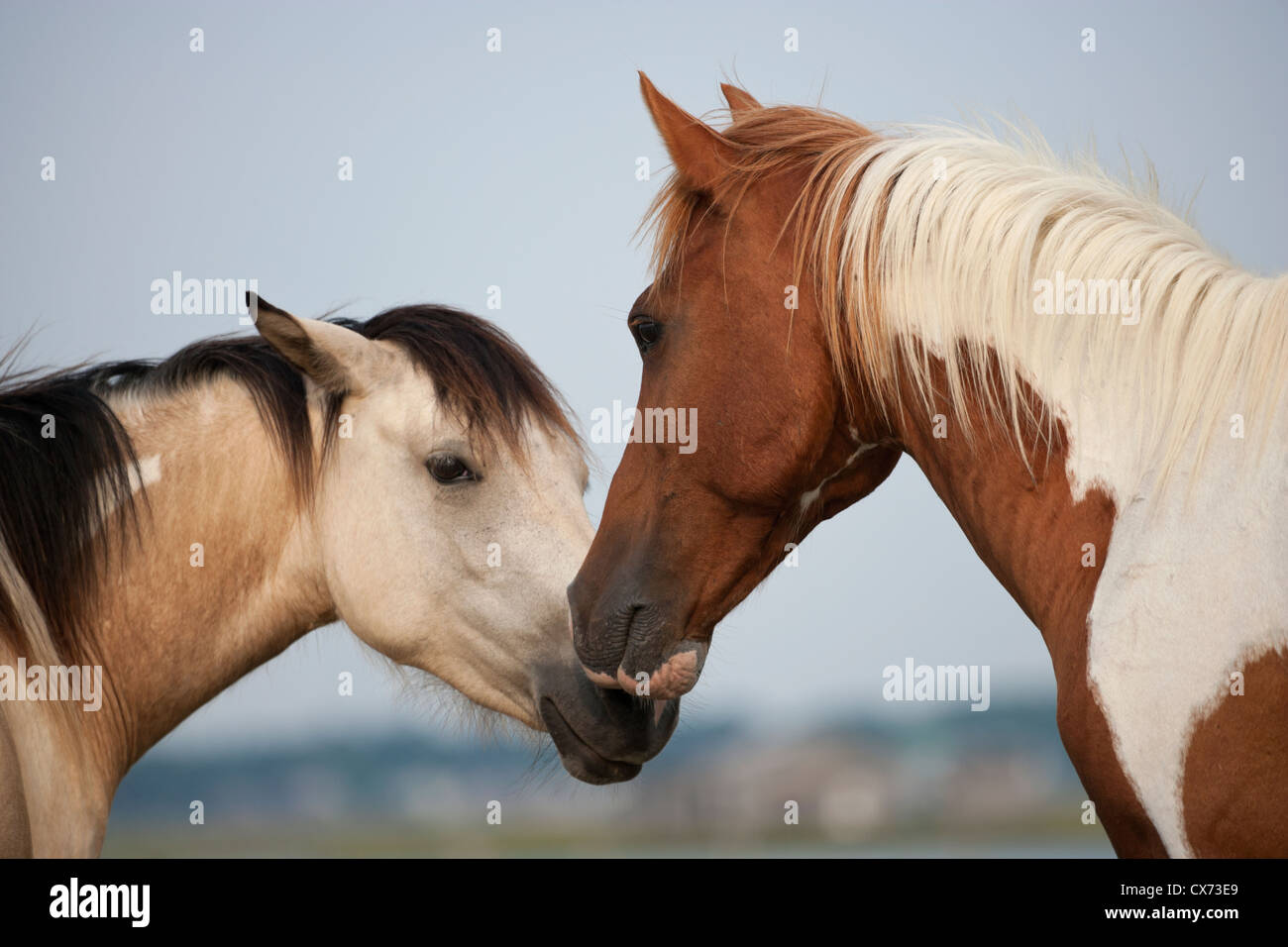 Poneys chevaux sauvages Chincoteague Island USA U.S.A. Banque D'Images