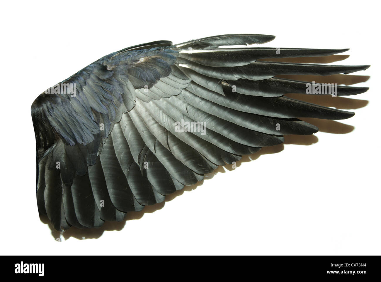 Les ailes des oiseaux isolated on white Banque D'Images