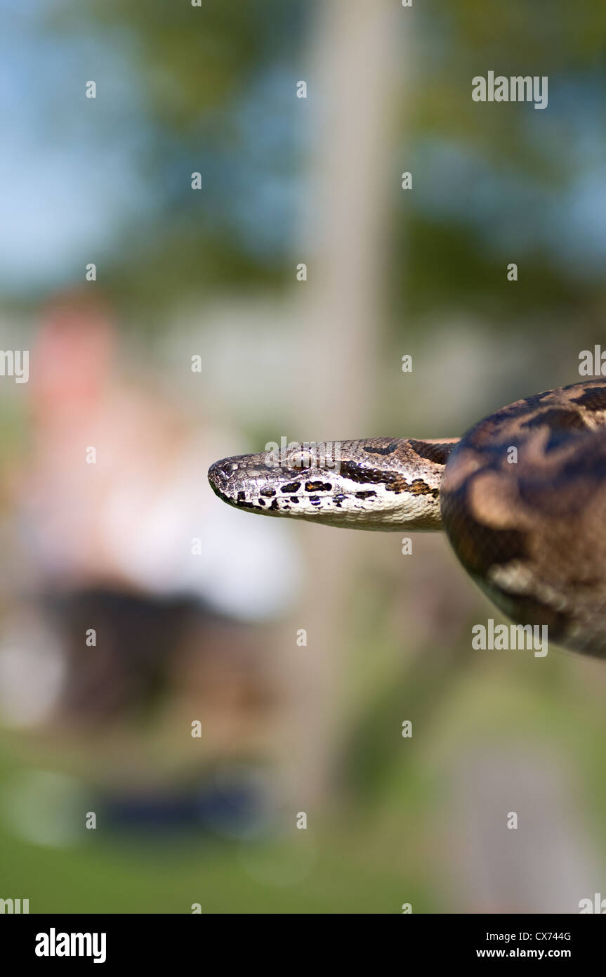 Un serpent Boa Banque D'Images