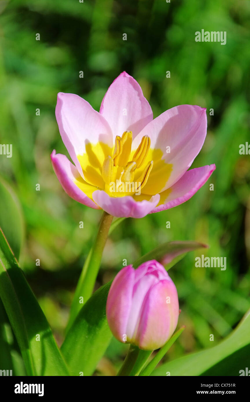 Tulpe rosa gelb - tulip rose jaune 04 Banque D'Images