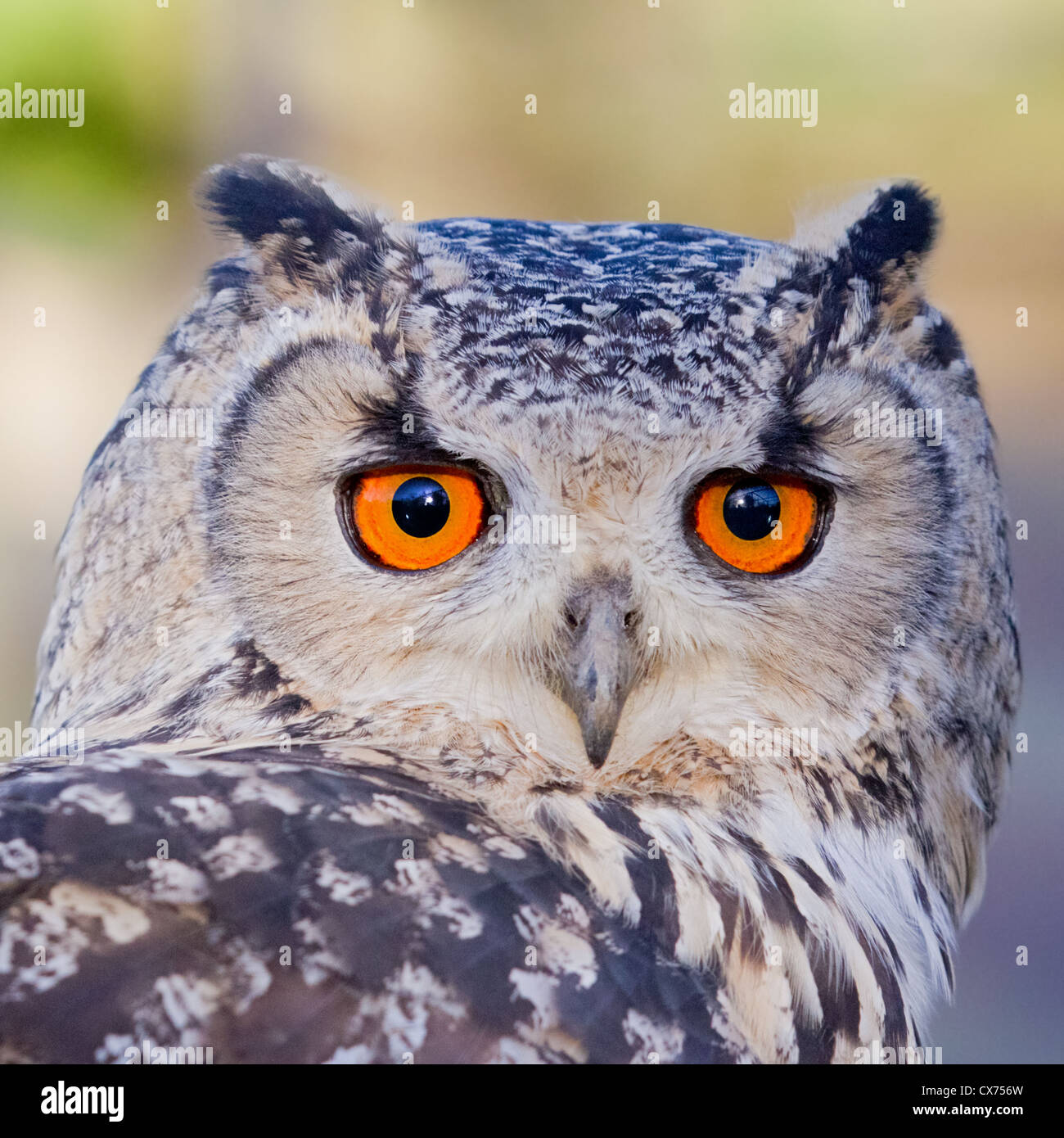 Close-up of an Indian eagle owl (Bubo bengalensis) en captivité en Angleterre. Aussi appelée Bengale eagle owl. Banque D'Images