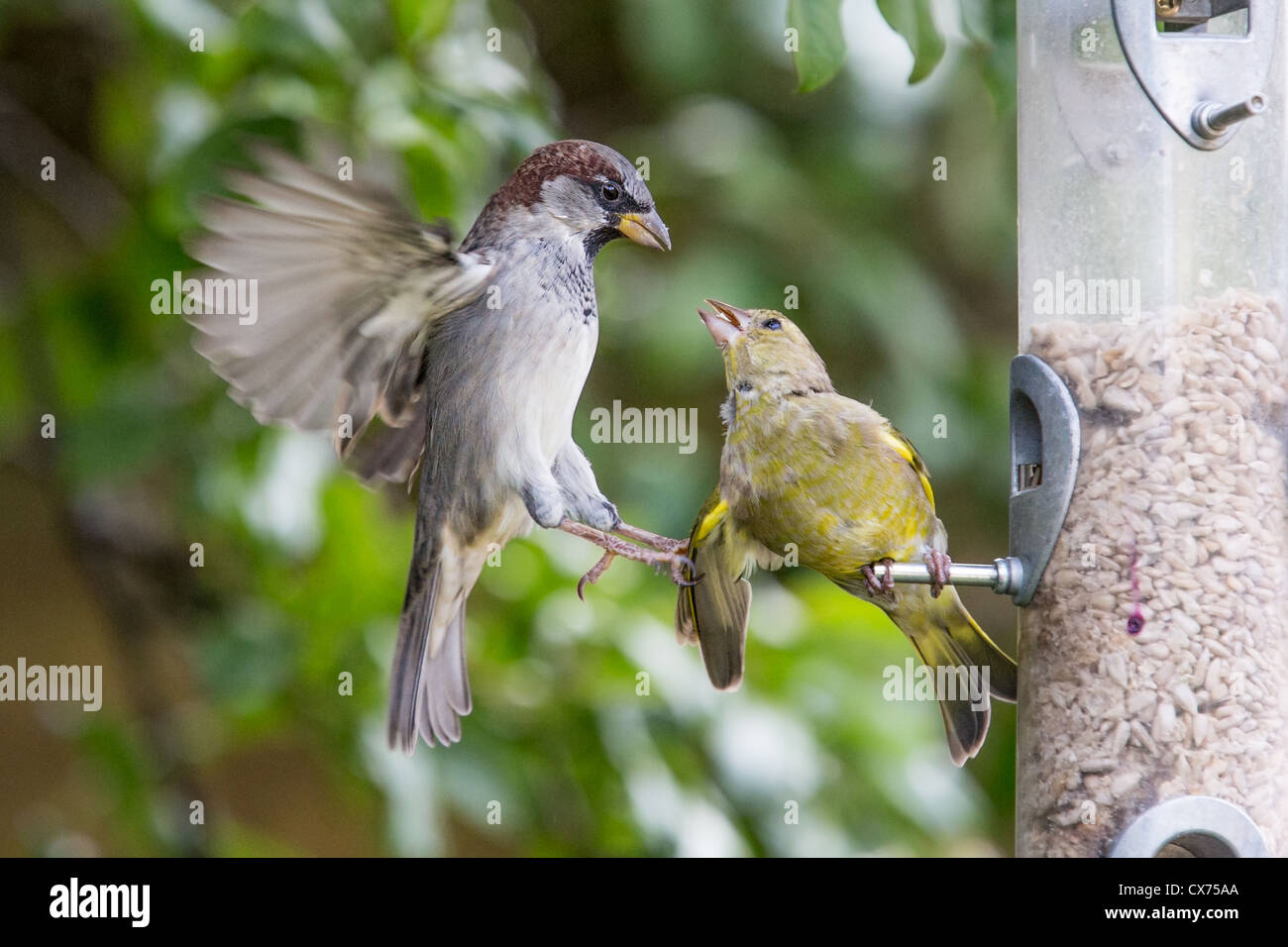 Homme moineau domestique (Passer domesticus) se battre avec un jeune (Chloris chloris finch vert) à un jardin mangeoire pour oiseaux, en Angleterre. Banque D'Images