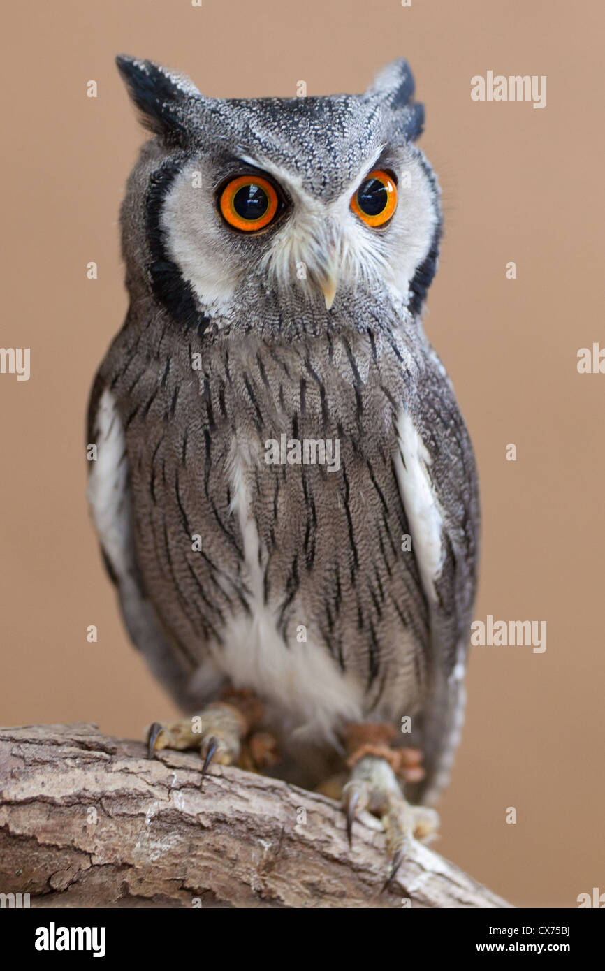 Le sud de l'Owl à face blanche (Ptilopsis granti) perché sur une branche (aussi appelé white-faced scops owl) Banque D'Images