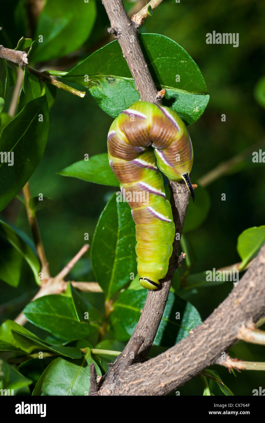 Sphynx troène Sphinx ligustri (caterpillar) commence à changer de couleur avant la nymphose Banque D'Images