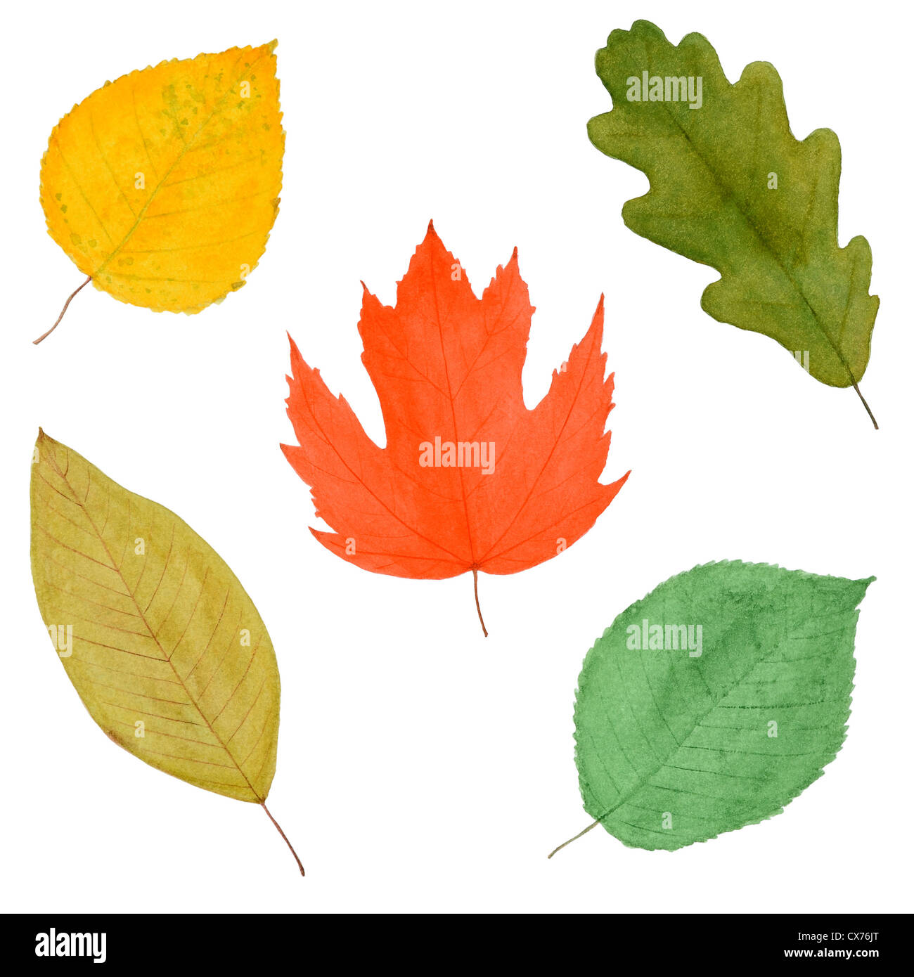Ensemble de feuilles d'arbres d'automne coloré, Aquarelle dessiné, isolé Banque D'Images