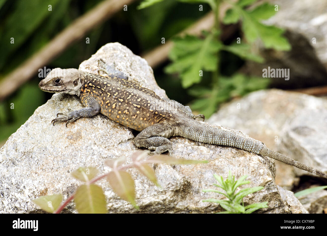 Un lézard est elle-même le soleil sur un rocher le long du sentier de la basse vallée de Tsum, Népal Banque D'Images