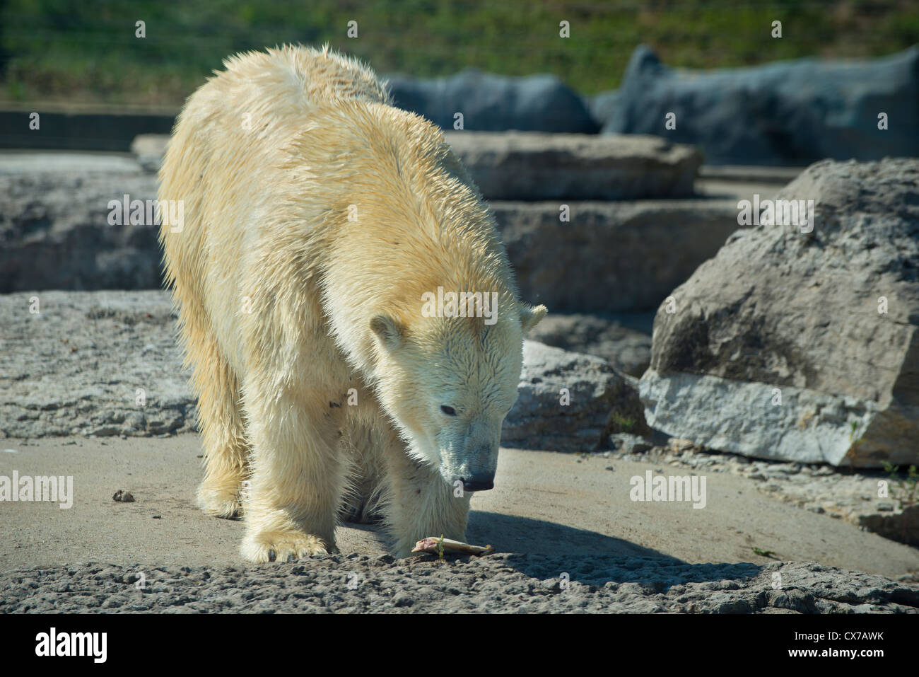 Manger un poisson de l'ours polaire Banque D'Images
