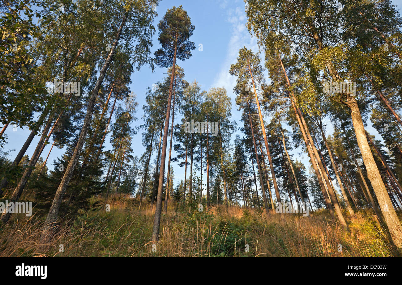 Jusqu'à dans la pinède Banque D'Images