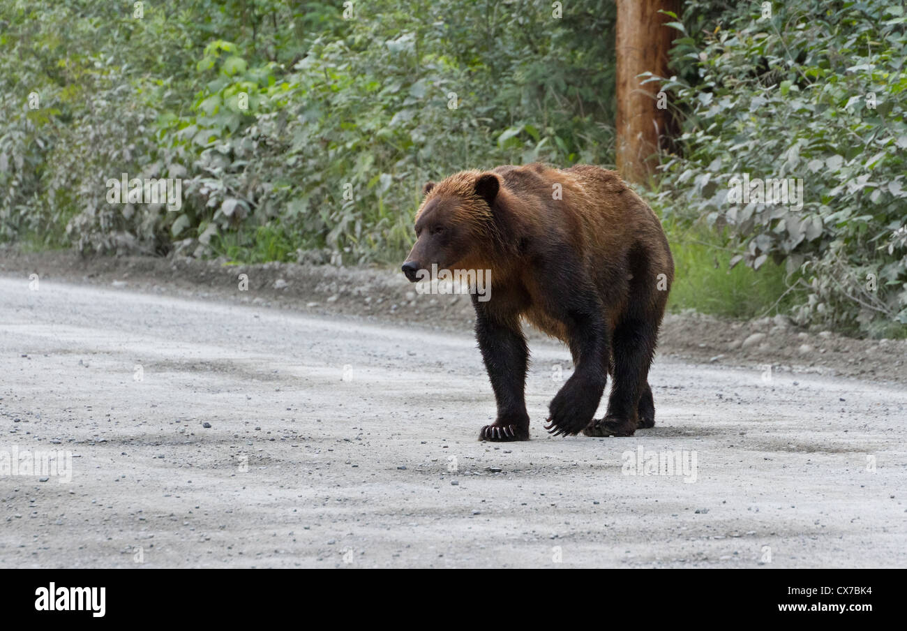 Alaska grizzly à Hyder Banque D'Images