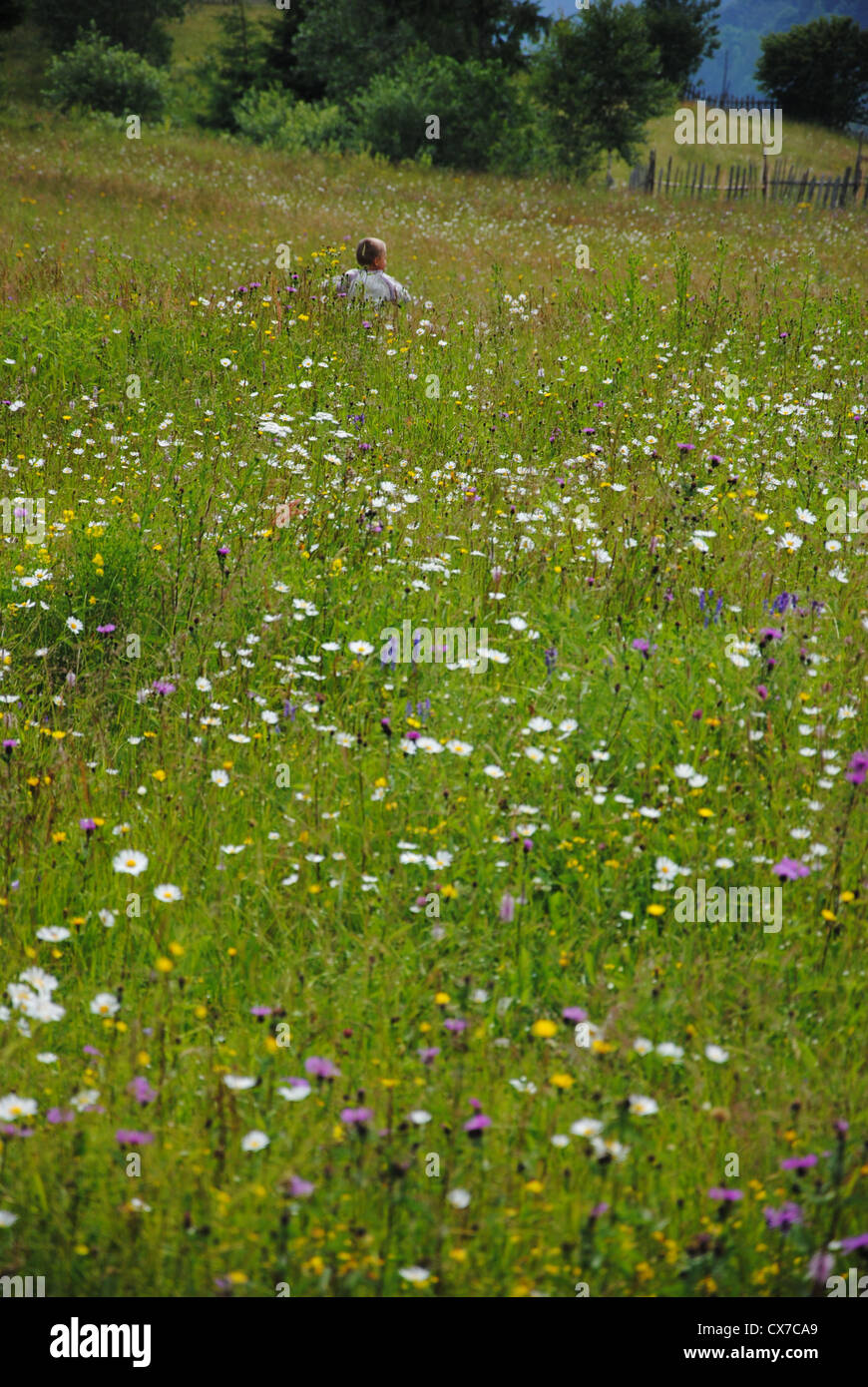 Garçon s'exécute dans les fleurs sauvages, Maramures, Roumanie Banque D'Images