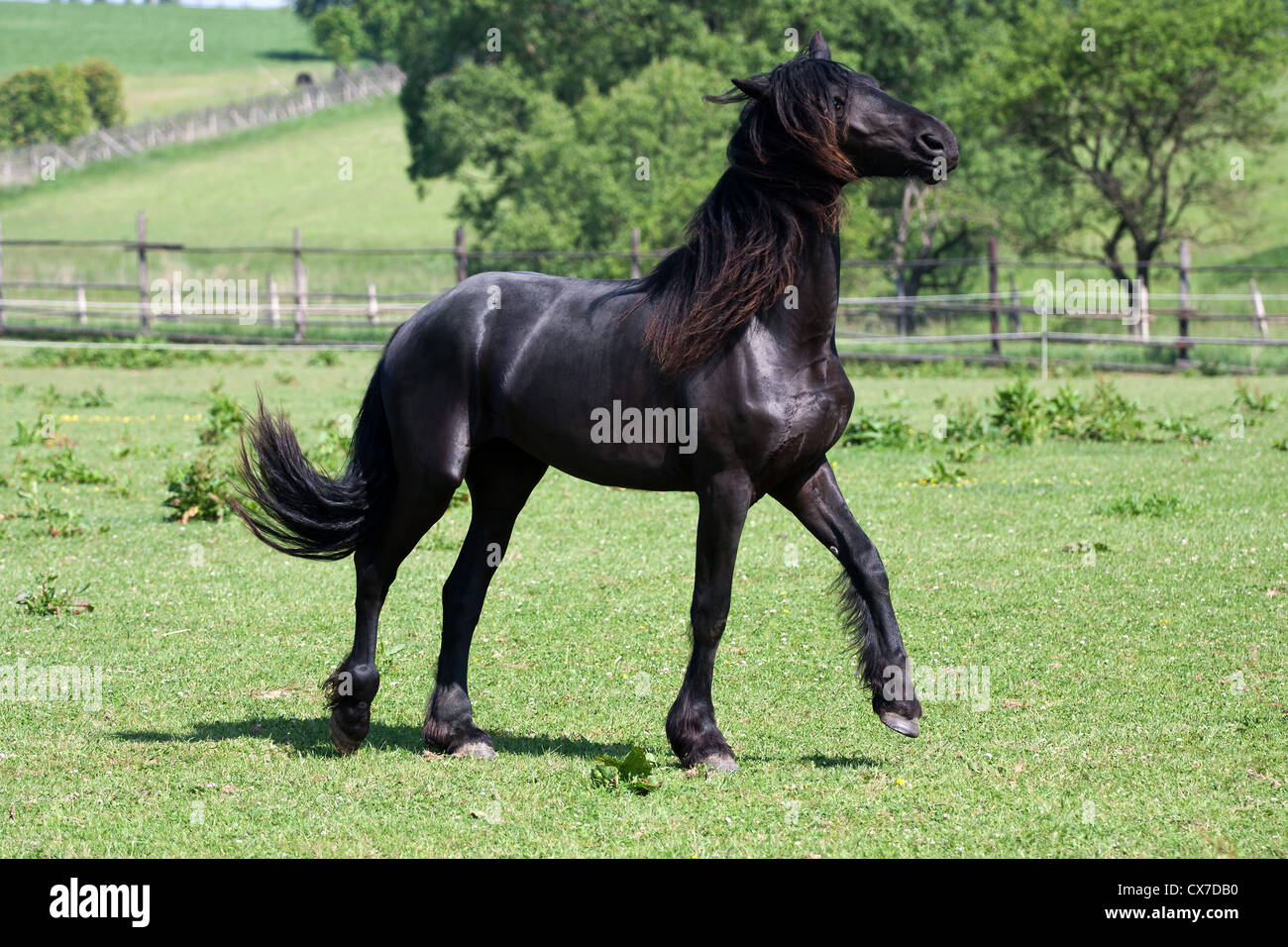Cheval frison noir jouer sur le pré Banque D'Images