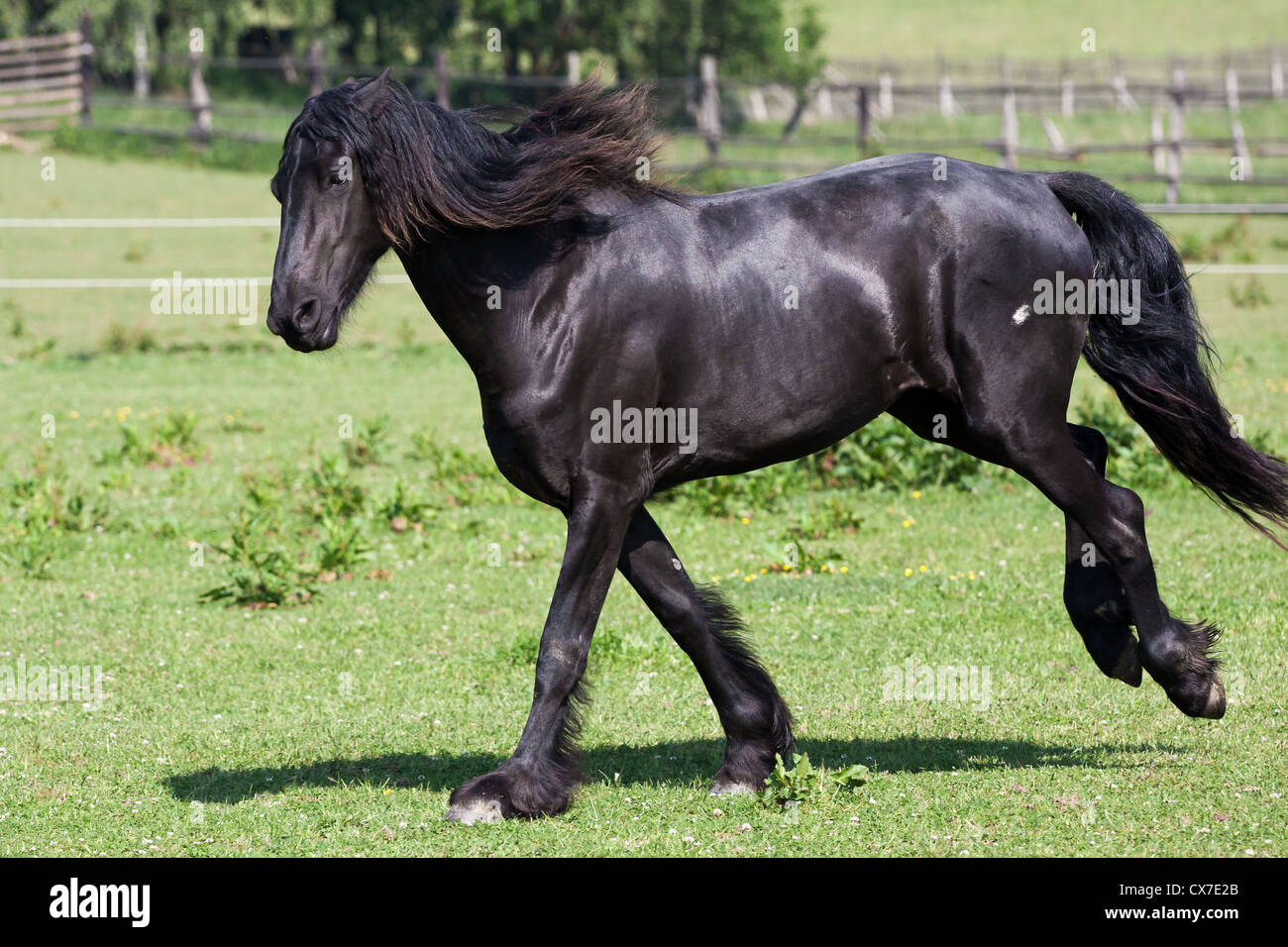 Cheval Noir va galoper en été Banque D'Images