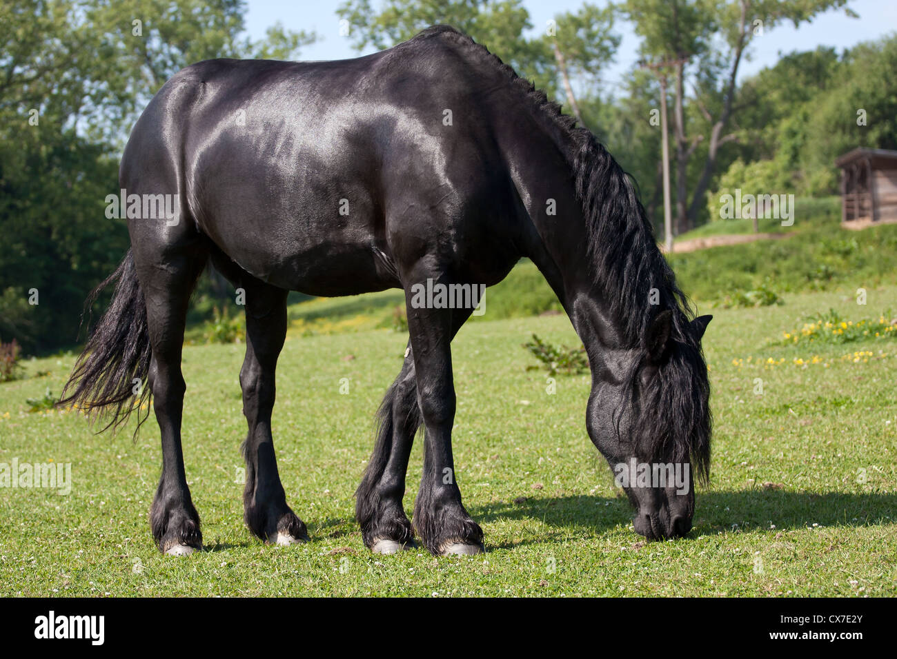 Cheval Noir dans le pré Banque D'Images