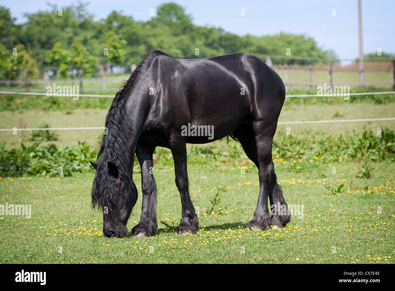 Cheval Noir dans le pré Banque D'Images