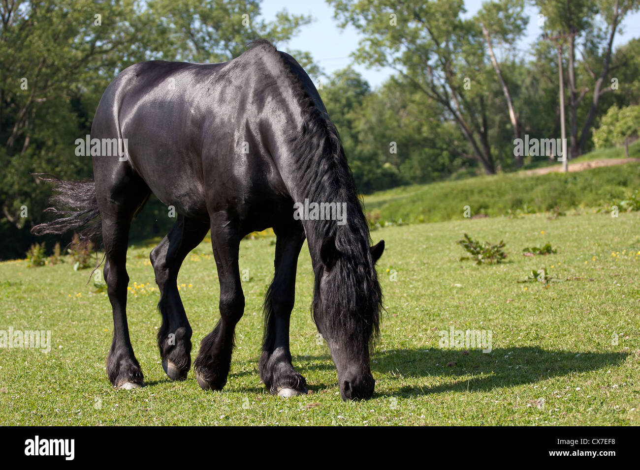 Cheval Noir dans le pré Banque D'Images